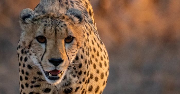 Bateleur supports International Cheetah Day, shining spotlight on conservation and tracker upliftment