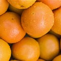 Citrus exports plummet as SA growers face mounting challenges