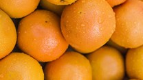 Citrus exports plummet as SA growers face mounting challenges