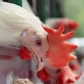 Quantum Foods suffers R35m loss on bird flu, power cuts