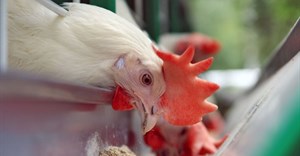 Quantum Foods suffers R35m loss on bird flu, power cuts