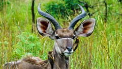 2023 Kudu Awards winners revealed