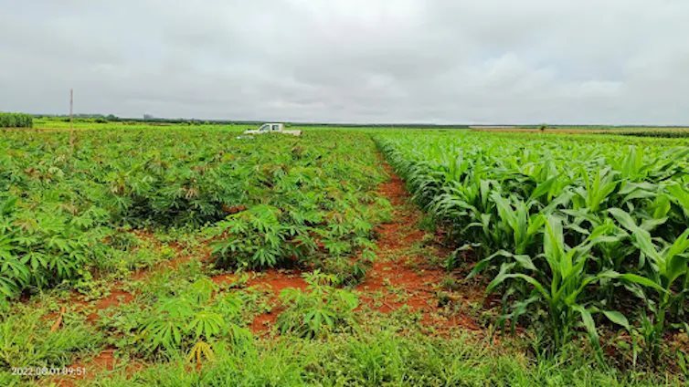 Crop rotation in Cambodia, with cassava to the left and corn to the right. The crops are alternated yearly on each plot. Vira Leng, Fourni par l'auteur