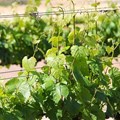 Promising outlook for SA wine as 2024 grape crop predicted to rebound