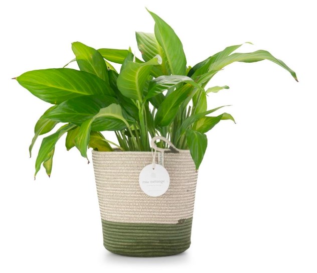 Mia Melange Large Planter Basket, RSP R529.99. Available at selected PNA stores, while stocks last, prices may vary per store.