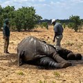 Image: Officials inspect the carcass of an elephant in Hwange National Park, Zimbabwe, 7 December 2023, Reuters/Nyasha Chigono