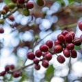 Coffee firms turning away from Africa as EU deforestation law looms