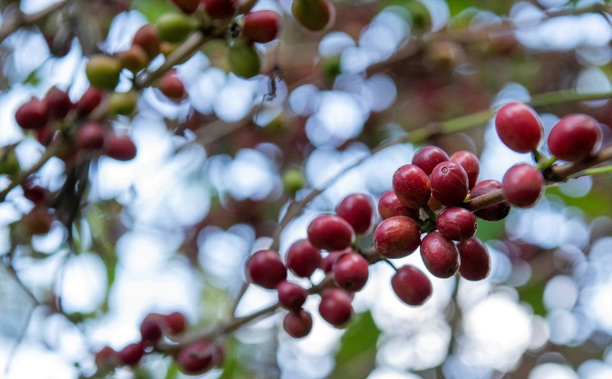 Red coffee berries are seen at a farm in Shebedino district of Sidama, Ethiopia November 29, 2018. Picture taken November 29, 2018. REUTERS/Maheder Haileselassie/File Photo