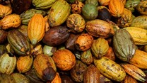 Dry spell, Harmattan winds hit Ivory Coast cocoa regions