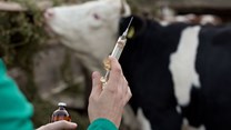 Vaccinating livestock against common diseases is a form of direct climate&#160;action