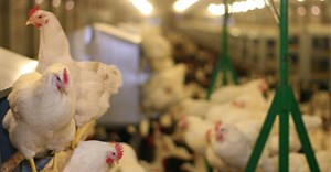 Poultry imports rebound after 4 years of decline