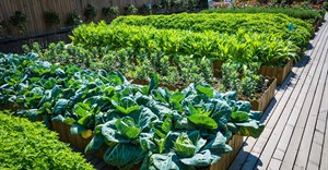 Urban agriculture isn&#x2019;t as climate-friendly as it seems &#x2013; but these best practices can transform gardens and city farms