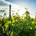 South Africa's vineyards show resilience amid seasonal challenges