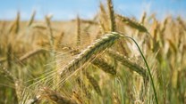 How crop diversification is boosting productivity and sustainability in SA agriculture