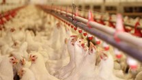 Astral Foods rebounds from bird flu outbreak, expects 300% rise in profits
