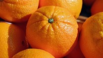 New shipping service to increase capacity and competition in citrus export market