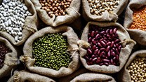 Secrets of soil-enriching pulses could transform future of sustainable agriculture