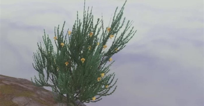Rooibos appears in the game as the bush in summer bloom.