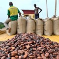 Ghana's Cocobod to use $200m World Bank loan for cocoa farm rehabilitation