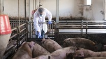 George's pig farms under quarantine as ASF outbreak confirmed