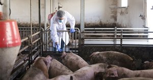 George's pig farms under quarantine as ASF outbreak confirmed
