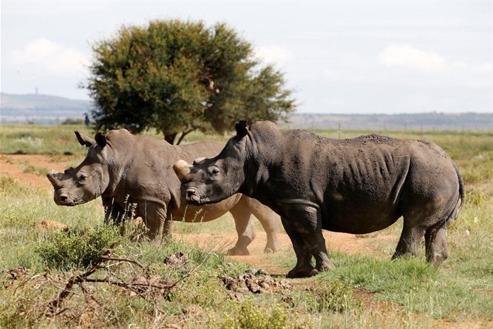 File photo: Black rhinos, one of the world's endangered animals, are seen at a farm outside Klerksdorp, in the north west province, South Africa, 24 February 2016. Reuters/Siphiwe Sibeko/File Photo