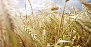 Adverse weather dampens crops outlook for 2023/24 production season