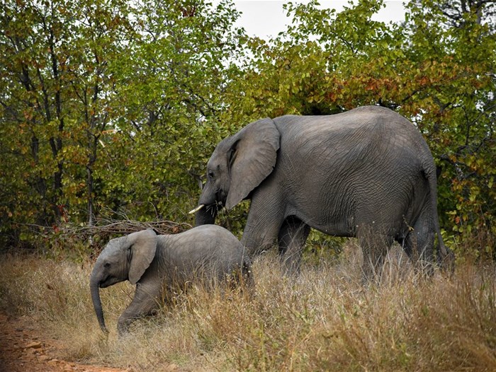 World Wildlife Day, 3 March: Anyone can join the fight to save Africa’s wildlife