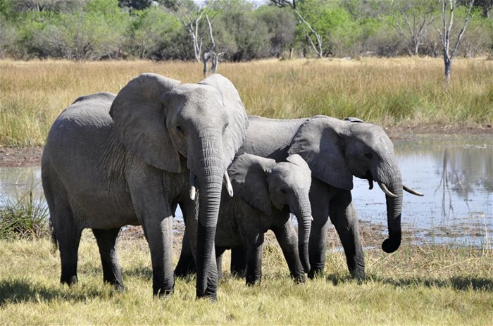 World Wildlife Day, 3 March: Anyone can join the fight to save Africa’s wildlife