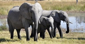 World Wildlife Day, 3 March: Anyone can join the fight to save Africa&#x2019;s wildlife