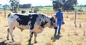 Wine farm acquires top stud Nguni bull