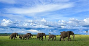 EcoTraining joins global celebration of World Wildlife Day, 3 March 2024