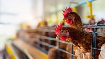 SA poultry reacts to ITAC's rebates on select imported chickens