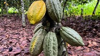 Ivory Coast regulator warns cocoa exporters not to overpay