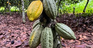Ivory Coast regulator warns cocoa exporters not to overpay