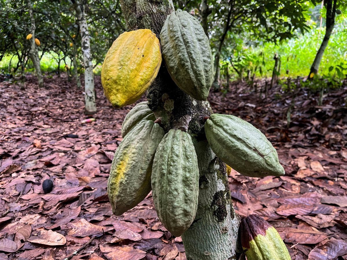FILE PHOTO: Cocoa pods are seen at a farm in Daloa, Ivory Coast, Oct. 2, 2023. REUTERS/Ange Aboa/File Photo