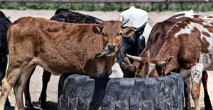 FSA's new livestock safety system to mitigate foot-and-mouth disease risks