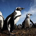 African penguins, photographed here in Simon’s Town, could be extinct as soon as 2035, according to BirdLife South Africa and Sanccob (Southern African Foundation for the Conservation of Coastal Birds). Photos: Dan Callister