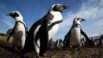 African penguins, photographed here in Simon’s Town, could be extinct as soon as 2035, according to BirdLife South Africa and Sanccob (Southern African Foundation for the Conservation of Coastal Birds). Photos: Dan Callister