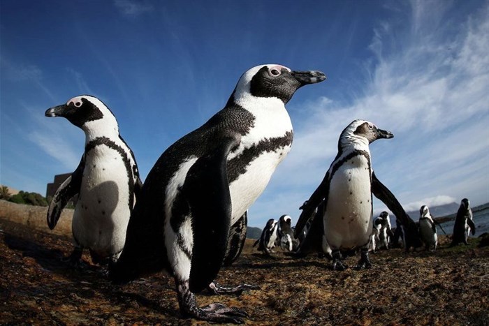 African penguins, photographed here in Simon’s Town, could be extinct as soon as 2035, according to BirdLife South Africa and Sanccob (Southern African Foundation for the Conservation of Coastal Birds). Photo: Dan Callister