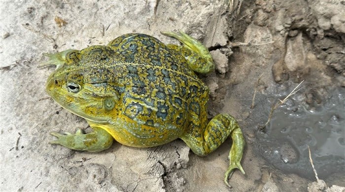 Largest frog in more than 100 years discovered in Africa
