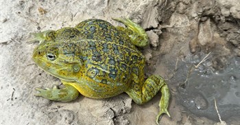Largest frog in more than 100 years discovered in Africa