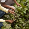 PwC study: Africa's food sustainability depends on greener production and waste reduction