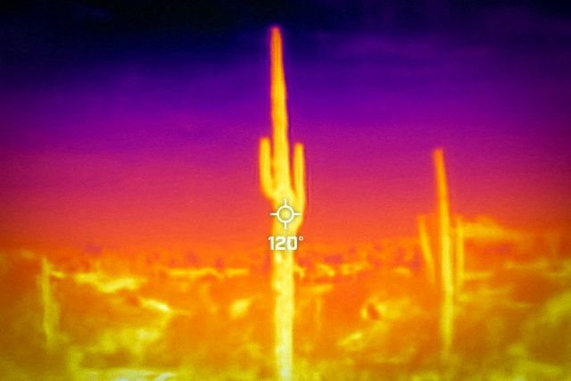 A saguaro cactus is seen during a 27-day-long heat wave with temperatures over 110 degrees Fahrenheit (43 degrees Celsius) at the Desert Botanical Garden in Phoenix, Arizona, US, 26 July 2023. On 26 July at 09.50am (GMT-7), a Flir One ProThermal camera registered a surface temperature of 120 degrees Fahrenheit (48 degrees Celsius), with an air temperature of 86 degrees Fahrenheit (30 degrees Celsius) according to the National Weather Service. Reuters/Carlos Barria/File Photo