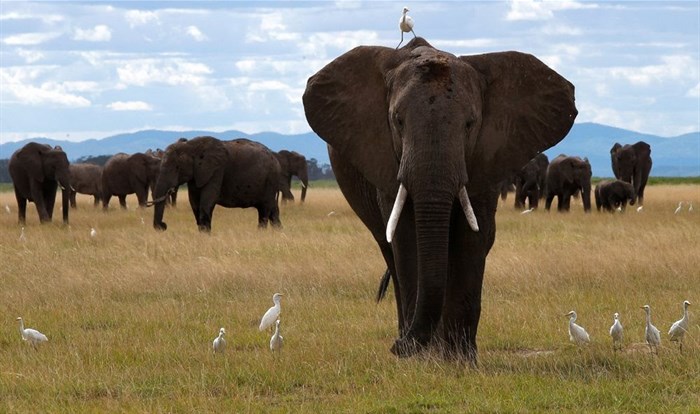 A bird perches on an elephant as it walks at the Amboseli National Park in Kajiado County, Kenya, 4 April 2024. Reuters/Monicah Mwangi