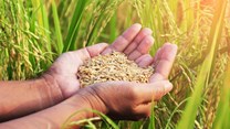 Report: Fortified whole grains combat climate change and hunger