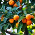 TES providers can elevate citrus farming profits, community relations