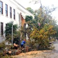 Supplied image: Big Oak Tree at 170 Dorp Street