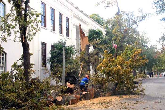 Supplied image: Big Oak Tree at 170 Dorp Street