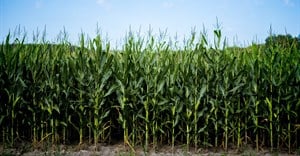1% upward revision for maize estimates, still down 18.5% year-on-year